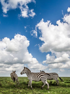 africa photo safari zebras